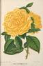 Maréchal Niel rose photo