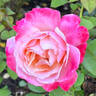 Anne Marie rose photo
