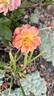 Pumpkin Patch rose photo