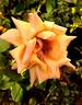 Perfect Gentleman rose photo
