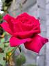 Reine des Parfums rose photo