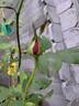 Reine des Parfums rose photo