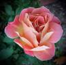 Rosie The Riveter ™ rose photo