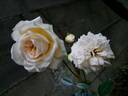 Amber Voluptia rose photo