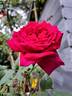 Reine des Parfums rose photo