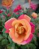 Polynesian Punch rose photo