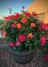 Polynesian Punch rose photo