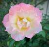 Oso Easy Italian Ice rose photo