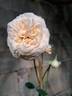 Amber Voluptia rose photo