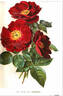 Maharajah rose photo
