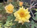 1-72-1 rose photo