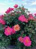 Polynesian Punch rose photo