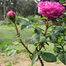 Laneii rose photo