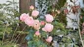 Dylan Rose rose photo