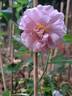 The Countryman rose photo