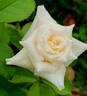 Antique Silk rose photo