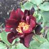 Pretty Black rose photo