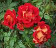 Ketchup rose photo