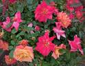 Polynesian Punch rose photo