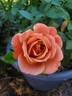 Rosie The Riveter ™ rose photo