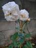 Amber Voluptia rose photo