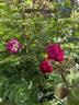 Malton rose photo