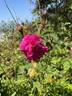Malton rose photo