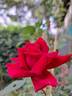 Reine des Parfums rose photo