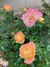 Oso Easy Italian Ice rose photo