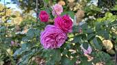 Baronesse rose photo