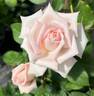 Runway Star rose photo