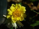 1-72-1 rose photo