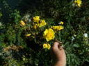 1-72-1 rose photo