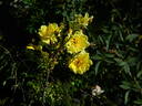 1-72-1 rose photo