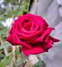 Reine des Parfums rose photo