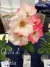 Occhi di Fata ® rose photo