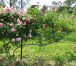 Eutin, Cl. rose photo
