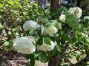 Paul's Lemon Pillar rose photo