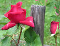 Lubra rose photo