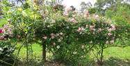 Alida Lovett rose photo