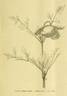 <i>Clematis Stanleyi</i> W. Hook clematis photo