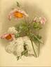<i>Clematis Stanleyi</i> W. Hook clematis photo