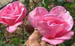 Lady Mann rose photo