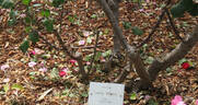 Lady Mann rose photo