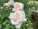 Gay Princess rose photo