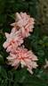 Paul Transon rose photo