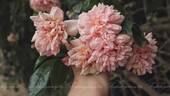 Paul Transon rose photo