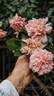 Paul Transon rose photo