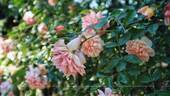 Paul Transon rose photo