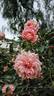 Paul Transon rose photo